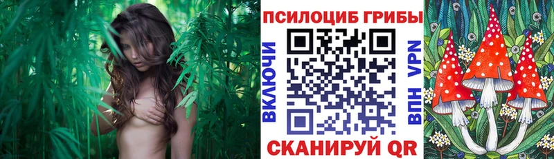 Галлюциногенные грибы Magic Shrooms  Купить  Балтийск 